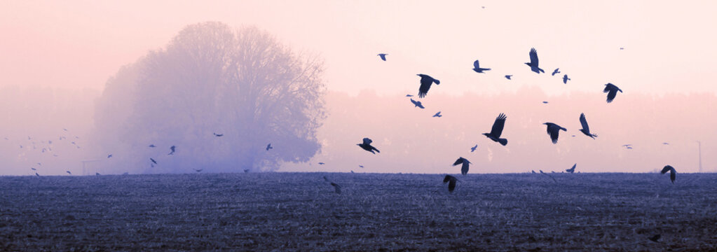 A Flock Of Crows (rooks)