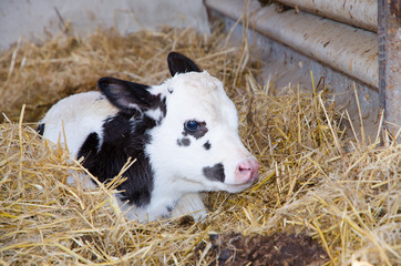 Very nice black and white calf born a few days lying on straw. © cromam70