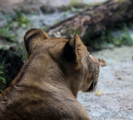 Afrikanischer Löwe 