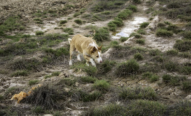 Hound dog vegetation