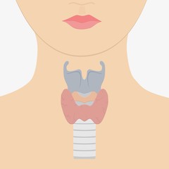 Human larynx anatomy