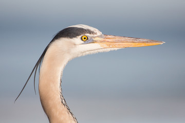 Great blue heron portrait (Ardea herodias), Florida, United States