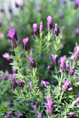 Lavender Flowers