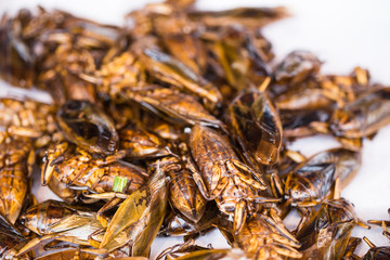 Giant Water Bug fried Asian Insect Snack food, High Protein from nature.