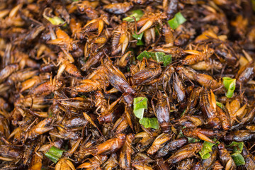 Cricket Bug fried Asian Insect Snack food, High Protein from nature.