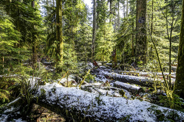 Rainforest Trees