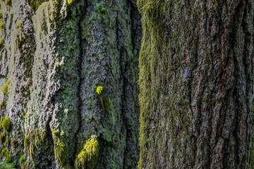 Rainforest Trees