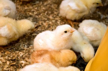 Photographing chicks in a box while they eat and drink