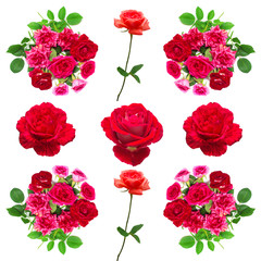 Collection roses flowers