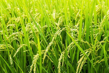 close up yellow rice in green paddy field