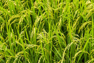 close up yellow rice in green paddy field