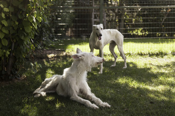Obraz premium Greyhound white garden