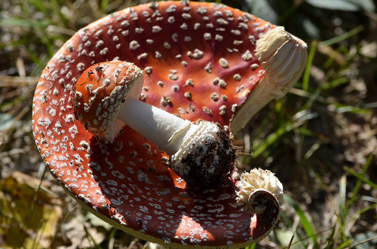 Amanita Ճանճասպան قارچ قاتل एमानिटा Мухоморка  род Reifasveppir Serkir Мухомор 鵝膏菌屬 Flugsvampar K&auml;rp&auml;ssienet テングタケ属 Amaniet Amanite Fungi Wulstlinge Gal&oacute;c&aacute;k 