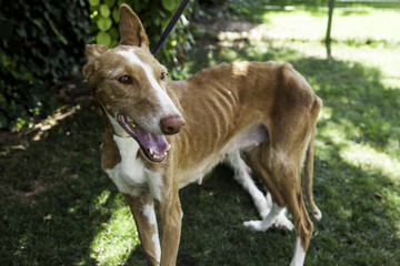Dog rescued from abuse