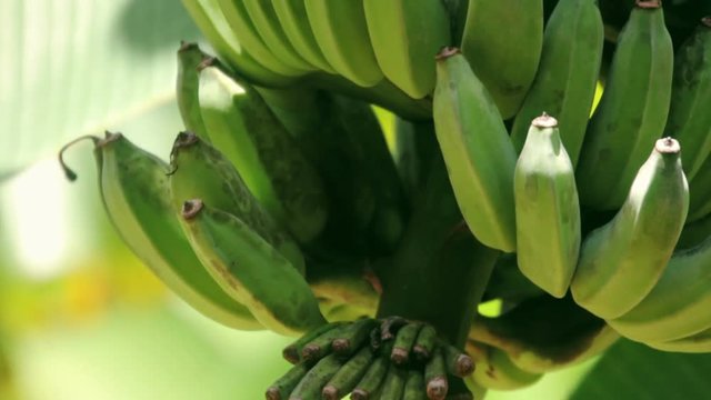 Wild green bananas on a branch moving up camera