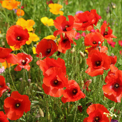 Naklejka premium Coquelicots