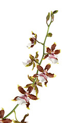 Orchidée Colmanara 'Jungle Monarch'