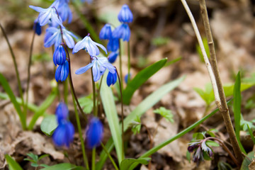 Scilla flowers on forest ground.