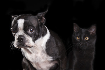 Portrait of a sad Boston terrier and a merrily happy black cat