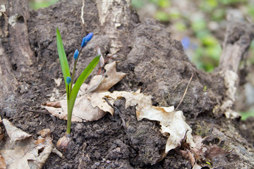 Scilla flowers on forest ground.