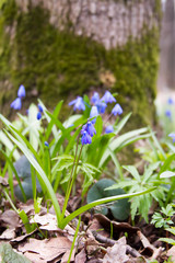 Scilla flowers on forest ground.