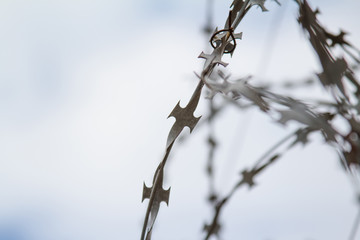 Barbed wire on sky background.