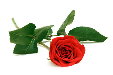 Beautiful fresh red rose isolated on white background