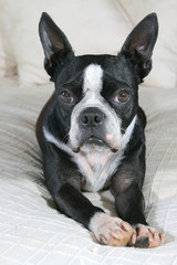 Boston terrier resting on a cozy white bed and cushions