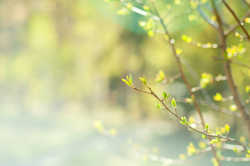 The small branch with leaves