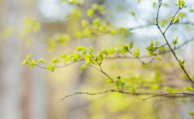 The small branch with leaves