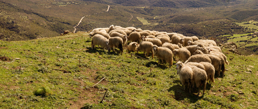 Gregge di pecore, Sardegna