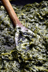 Spinach y ricotta Spinacia oleracea