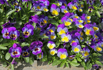 Fleurs de Viola cornuta