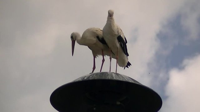 Zwei Wei&szlig;st&ouml;rche necken sich auf einer Blechhaube (Gro&szlig;aufnahme)