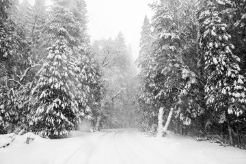 Yosemite Valley Road in Snowstorm