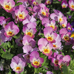 Fleurs de Viola cornuta