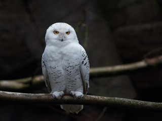 Snowy owl (bubo scandiacus)