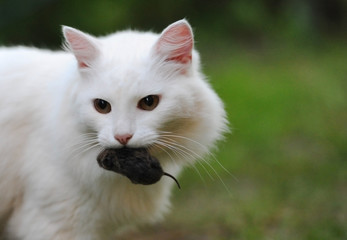 Cat with mush in the teeth