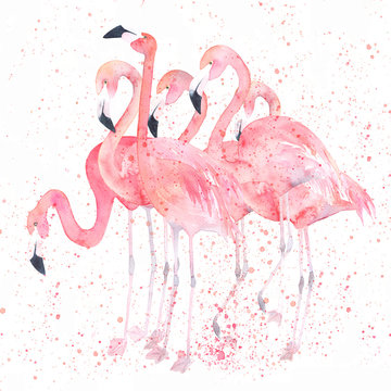 Fototapeta Akwarele flamingi z odrobiną. Malowanie obrazu