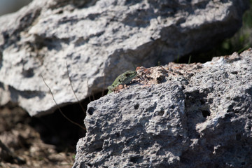green lizard