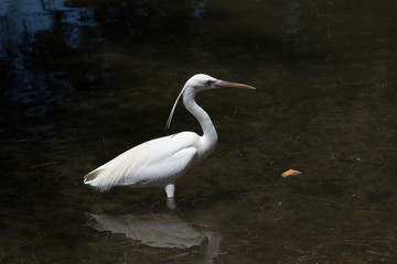 White Heron