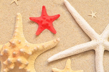 beach sand with starfish