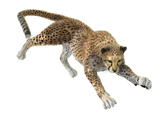 3D Rendering Big Cat Cheetah on White