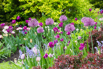 Blumenbeet mit lila Tulpen, Allium, Blauglöckchen