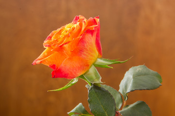 czerwona róża kwitnąca na brązowym tle z drzewa - obrazy, fototapety, plakaty