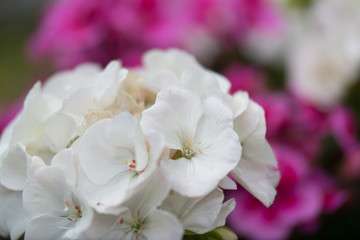 Fototapeta na wymiar white hydrangea