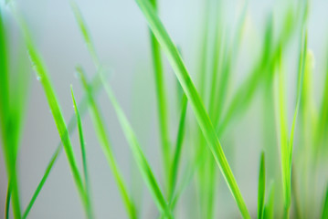 Obraz premium Abstract blur background with green fresh grass
