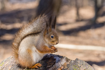 squirrel on a tree