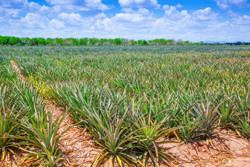 Pineapple field