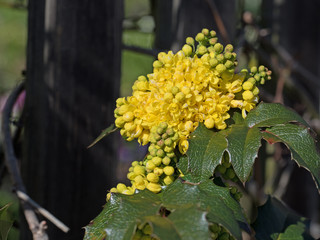 Mahonie, Mahonia, Bl&uuml;ten